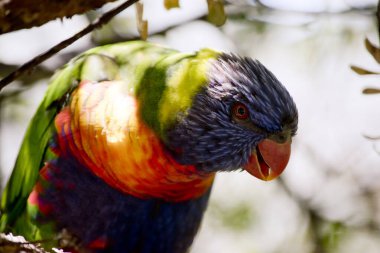 Gökkuşağı lorisi renkli bir kuştur. Mavi bir kafası, turuncu ve sarı göğüs yeşil kanatları vardır.