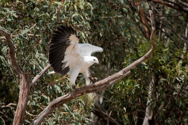 Deniz Kartalı ağaçtan havalanmak üzere.