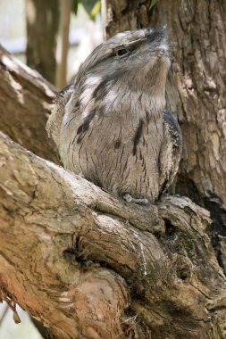 Tawny kurbağa ağızlı tüylerin benekli gri, beyaz, siyah ve paslı tüyleri ölü ağaç dallarını taklit etmelerine yardımcı olur.