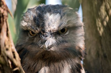 Tawny kurbağa ağızlarının grimsi tüyleri vardır, aşağısı daha açık, daha koyu gri ve kırmızımsı renklerle çizgili. Büyük gözlerinde sarı bir iris vardır. Geniş, ağır gagalarının içi ise sarı..