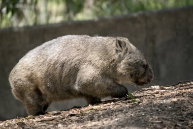 Wombat, yeraltına yuva yapan kahverengi ve gri bir keseli hayvandır.