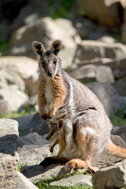 sarı ayaklı kaya wallaby onun kese bir joey var