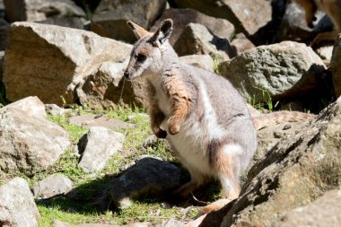Sarı ayaklı kaya valabisi, gri renkten gri renge, açık renge boyanmış, siyah orta sırt çizgisi baş tacından arkaya doğru uzanır..