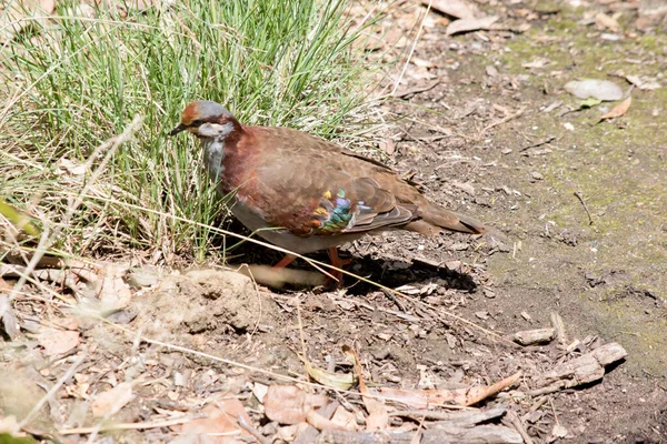 The Brush Bronzewing is a dark olive-brown above with rich chestnut nape and shoulders, with blue-grey underparts. it has shiny feathers on its wing