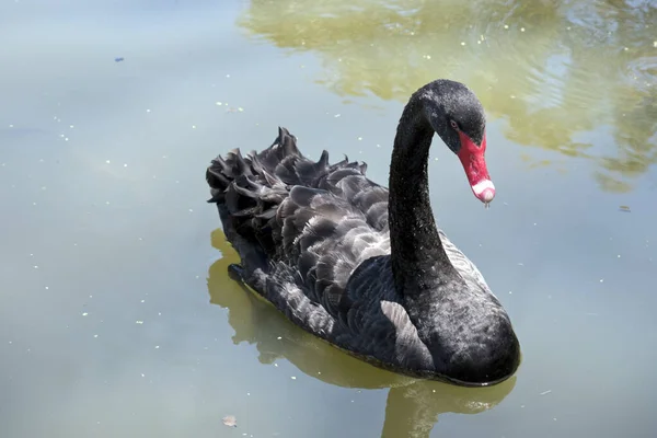 the black swan is an all black waterbird with a red bill with a white stripe and red eyes and a long neck