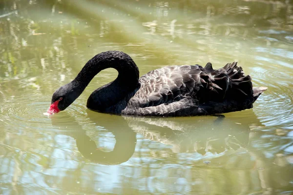 the black swan is an all black waterbird with a red bill with a white stripe and red eyes