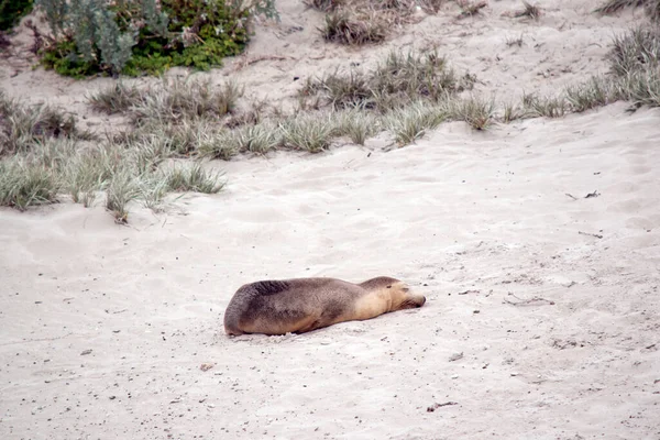 the sea lion pup is resting on the beach at sea bay