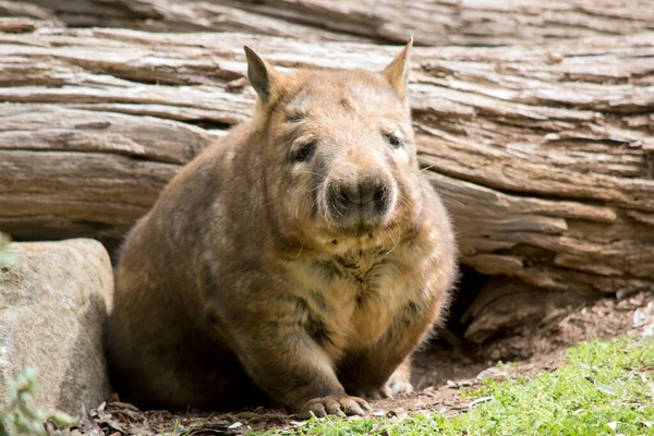 Wombats Marsupials Brown Tan Grey Fur Stubby Tails Large Skulls — Stock Photo, Image