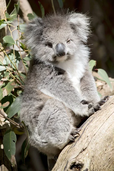 Koala Usually Grey Brown Colour White Fur Chest Inner Arms Photos De Stock Libres De Droits