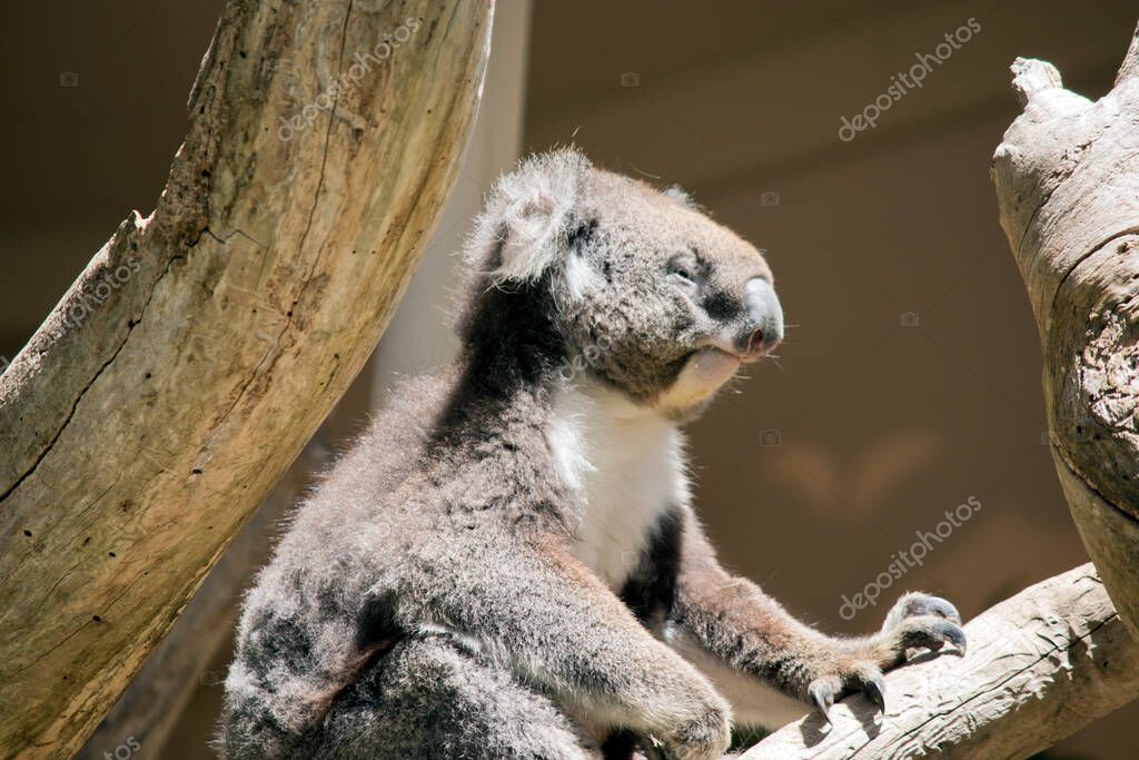 el koala tiene un cuerpo gris bronceado con un pecho y orejas blancas y ...