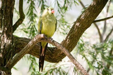 the female regent parrot is light green with an orange beak