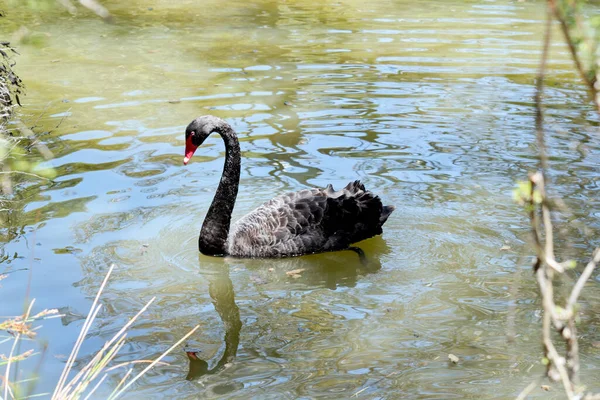 the black swan is an all black waterbird with a red beak and red eyes.
