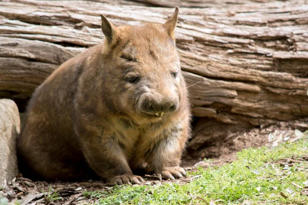 Wombats Marsupials Brown Tan Grey Fur Stubby Tails Large Skulls — Stock Photo, Image