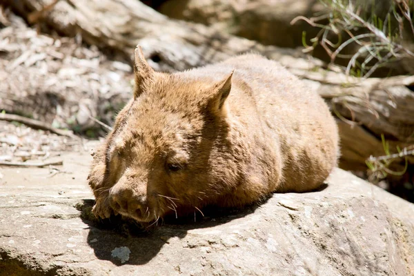 Hairy Nosed Wombats Marsupials Brown Fur Often Described Stout Sturdy — Stock Photo, Image