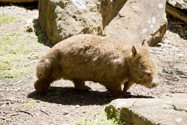 Wombats Marsupials Brown Often Described Stout Sturdy Powerful Expert Diggers — Stock Photo, Image