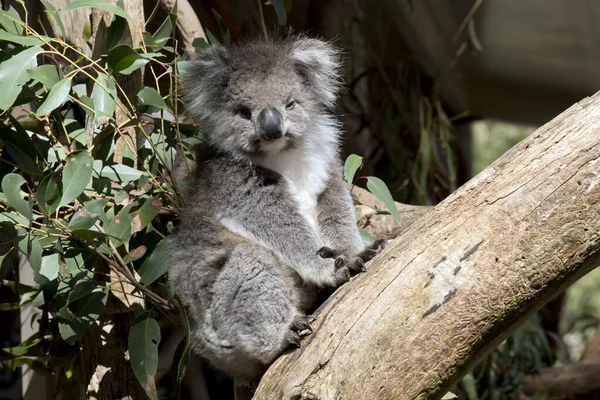 Koala Általában Szürke Barna Színű Fehér Szőrrel Mellén Belső Karján Stock Kép