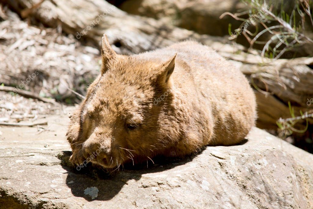 Hairy nosed Wombats are marsupials with brown fur.. Often described as ...