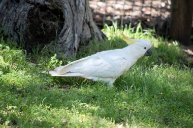 the sulphur crested cockatoo is all white except for a yellow crest on its head