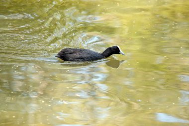 the eurasian coot is a black waterbird with a white mantle