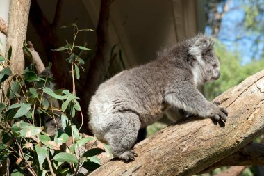 Koala genellikle gri-kahverengidir. Göğsünde, iç kollarında, kulaklarında ve altlarında beyaz kürk vardır. Büyük yuvarlak başları, büyük tüylü kulakları ve büyük siyah burunları vardır..