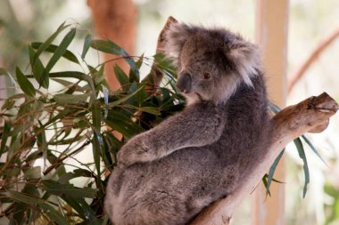 the koala ia an Australian marsupial with grey tan fur and white fluffy ears and a large black nose