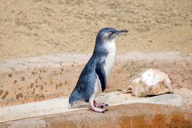 Bu bir peri pengueninin yan görüntüsü.
