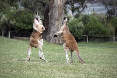 İki erkek kanguru, dişilerle kimin çiftleşeceği konusunda kavga ediyor. Erkek kanguru dengeyi sağlamak için kuyruğunu kullanır.