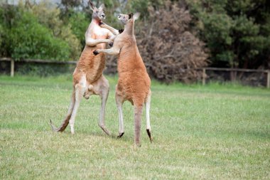 İki erkek kanguru, dişilerle kimin çiftleşeceği konusunda kavga ediyor. Erkek kanguru dengeyi sağlamak için kuyruğunu kullanır.