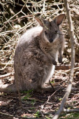 the tammar wallaby is a small wallaby with grey body white chest and white line on its cheeks