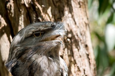 the Tawny Frogmouth is silver-grey, slightly paler below, streaked and mottled with black and rufous. The eye is yellow in both forms, and the wide, heavy bill is olive-grey to blackish.