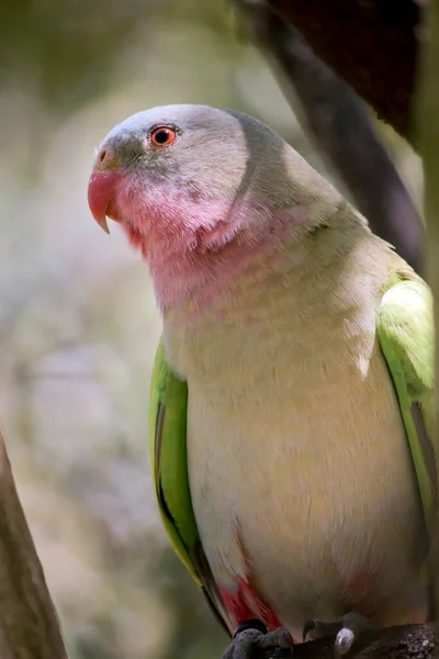 the princess parrot is a colorful bird. It has a light blue head, pink chin white chest and green wings and an orange beak
