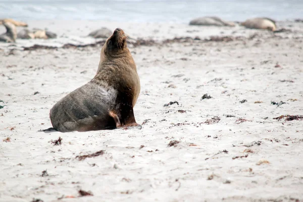 the male sea lion is walking on the beach looking for a place to rest