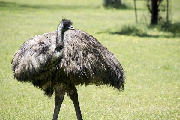 Australian Emu Covered Primitive Feathers Dusky Brown Grey Brown Black Stock Fotó