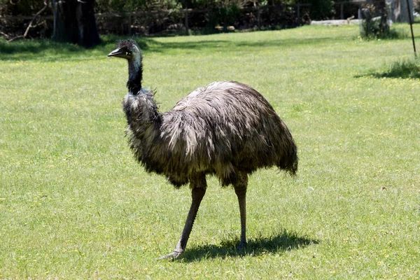 Australian Emu Covered Primitive Feathers Dusky Brown Grey Brown Black Photo De Stock
