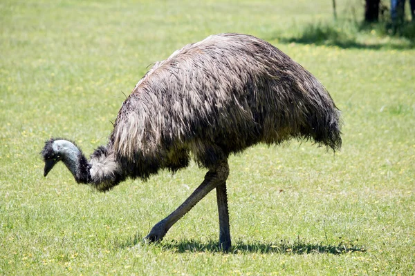 Australian Emu Covered Primitive Feathers Dusky Brown Grey Brown Black Jogdíjmentes Stock Képek