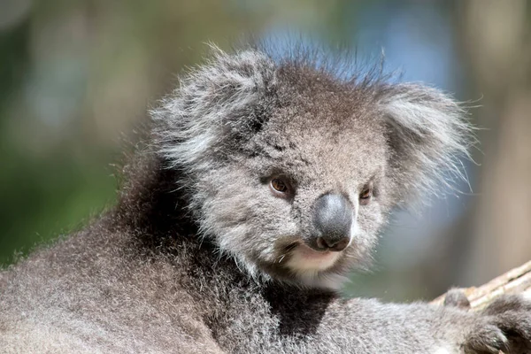 Koala Usually Grey Brown Colour White Fur Chest Inner Arms Photo De Stock