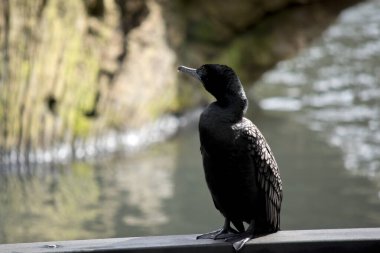 Küçük siyah karabatak iskelenin kenarına tünemiş.