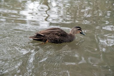 the pacific black duck is swimming in the lake