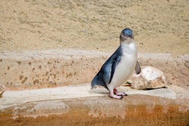 the penguin is looking out for danger