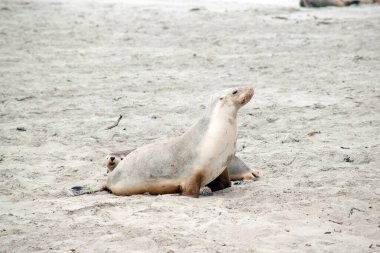 the sea lion covers its body with sand to keep warm 