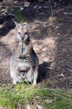 Tammar Wallaby 'nin kesesinde bir Joey var. Kafası ve bacakları dışarı çıkıyor.