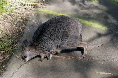 the tammar wallaby and her joey are feeding on pellets that are left on the ground