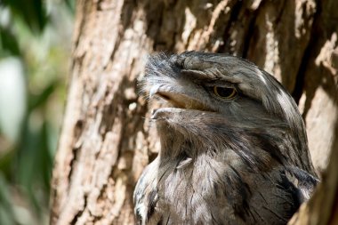 the Tawny Frogmouth is silver-grey, slightly paler below, streaked and mottled with black and rufous. The eye is yellow in both forms, and the wide, heavy bill is olive-grey to blackish.