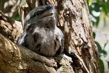 the Tawny Frogmouth is silver-grey, slightly paler below, streaked and mottled with black and rufous. The eye is yellow in both forms, and the wide, heavy bill is olive-grey to blackish.