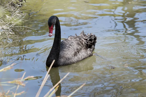 the black swan is an all black waterbird with a red bill with a white stripe and red eyes