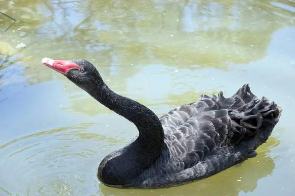 the black swan is an all black waterbird with a red bill with a white stripe and red eyes and a long neck