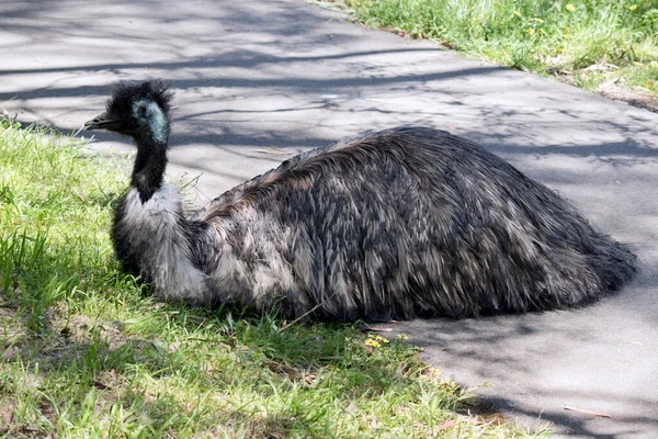 The australian emu  is covered in primitive feathers that are dusky brown to grey-brown with black tips. The Emu's neck is bluish black and mostly free of feathers.