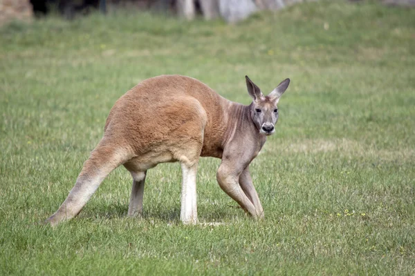 the male red kangaroo is the largest kangaroo.The red kangaroo has a grey face and red body