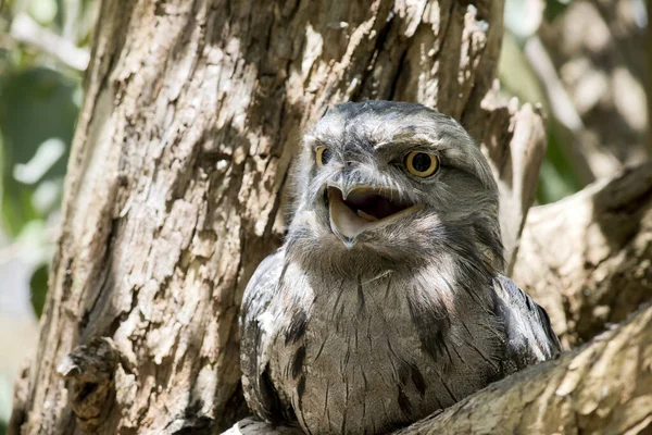 the Tawny Frogmouth is silver-grey, slightly paler below, streaked and mottled with black and rufous. The eye is yellow in both forms, and the wide, heavy bill is olive-grey to blackish.