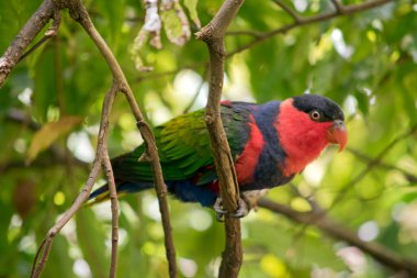 the black capped lory has green wings the top of its head is black the rest of its face is red with a blue chest